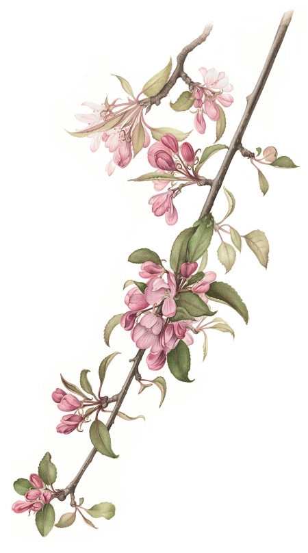 crab-apple-lowres