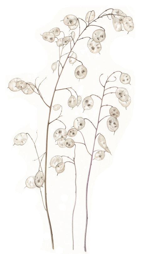 lunaria-lowres