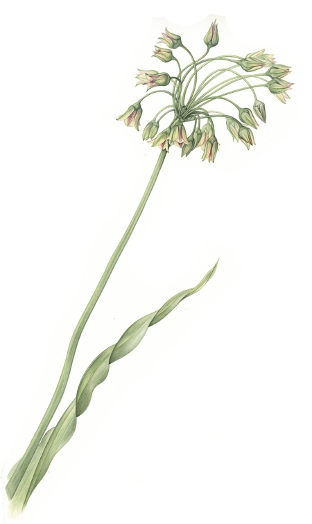 nectaroscordum-lowres