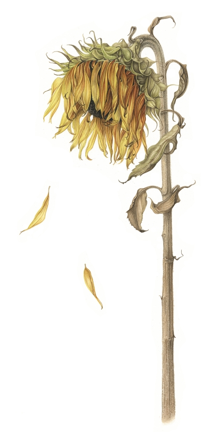 sunflower-lowres