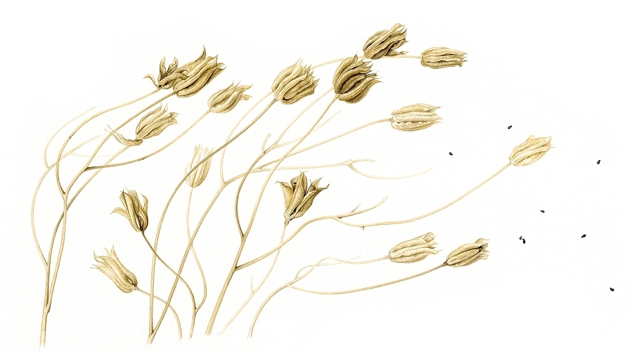 aquilegia-seed-heads