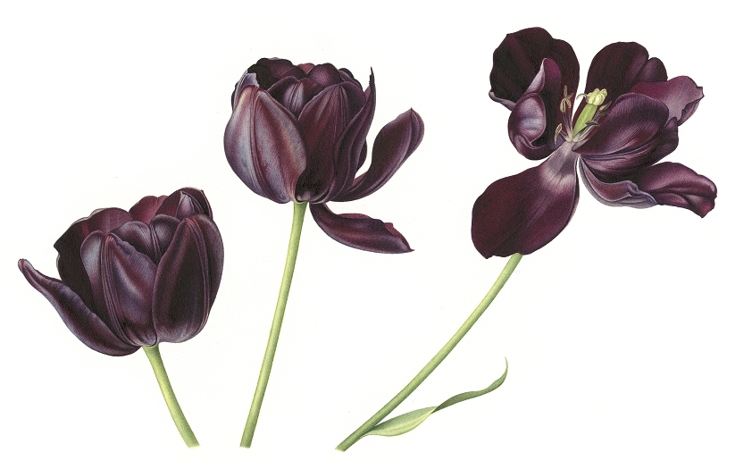 tulip-queen-of-the-night