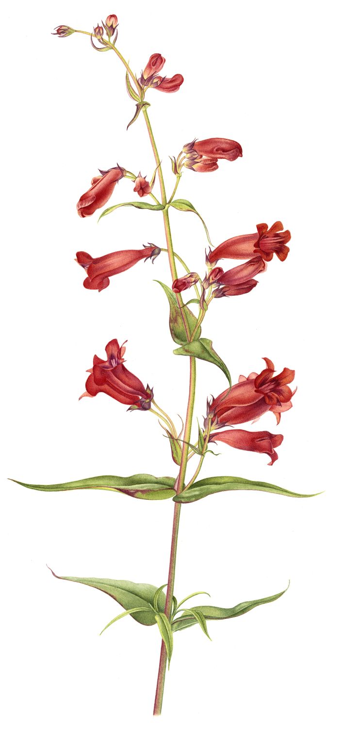 Penstemon