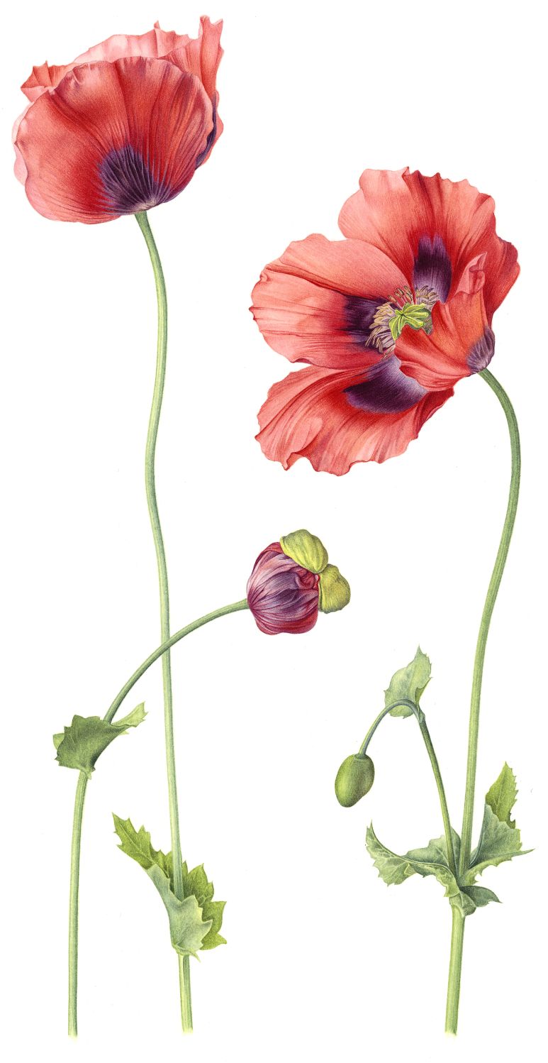 Opium Poppies